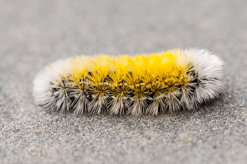 Virginia Ctenucha Moth, photo 4 of 10