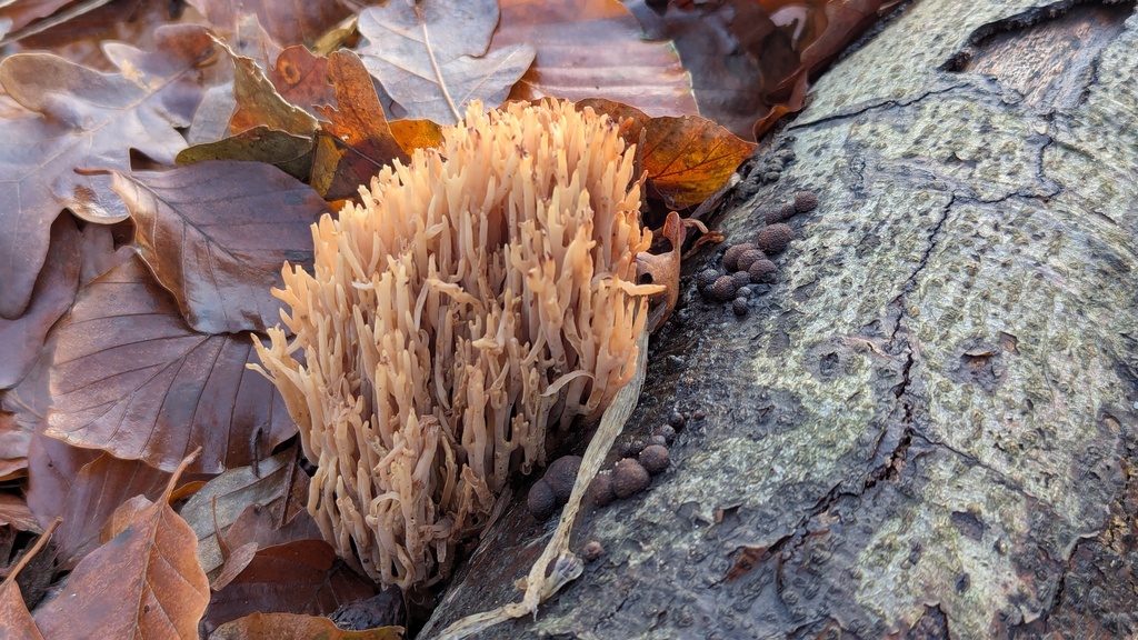Ramaria stricta