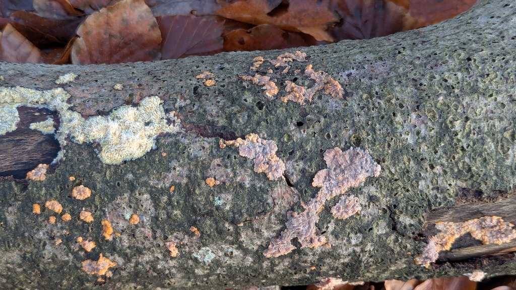 Phlebia radiata · November 2025 · photo: © rudolphous (iNaturalist, cc-by)