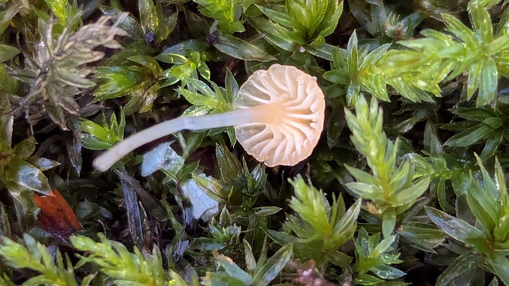 Rickenella fibula · November 2025 · photo: © rudolphous (iNaturalist, cc-by)