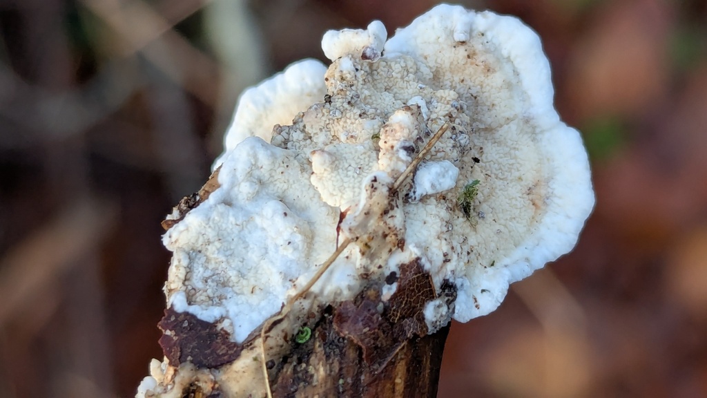 Byssomerulius corium · November 2025 · photo: © rudolphous (iNaturalist, cc-by)