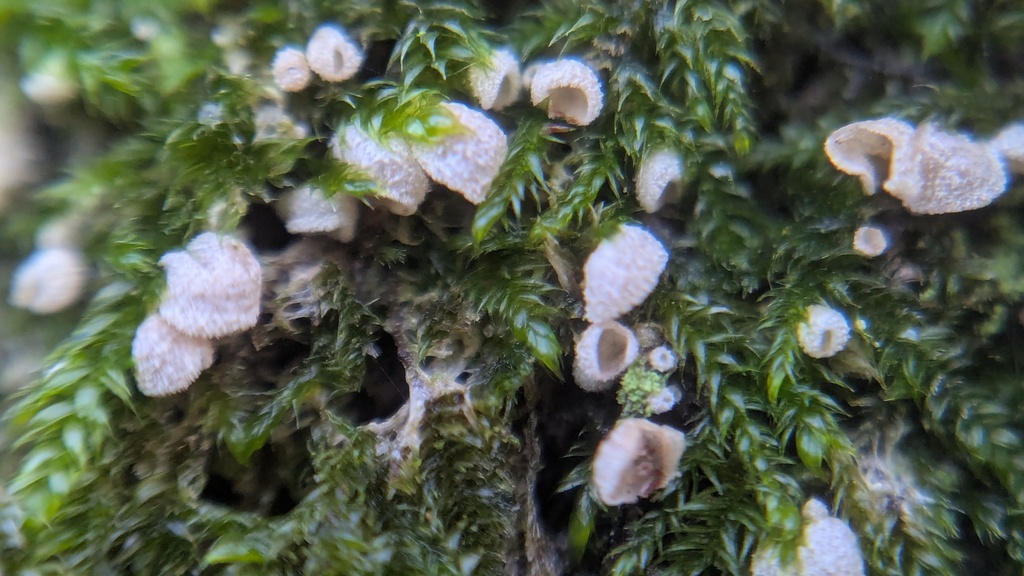Chromocyphella muscicola · November 2025 · photo: © rudolphous (iNaturalist, cc-by)