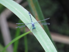 Micrathyria hypodidyma