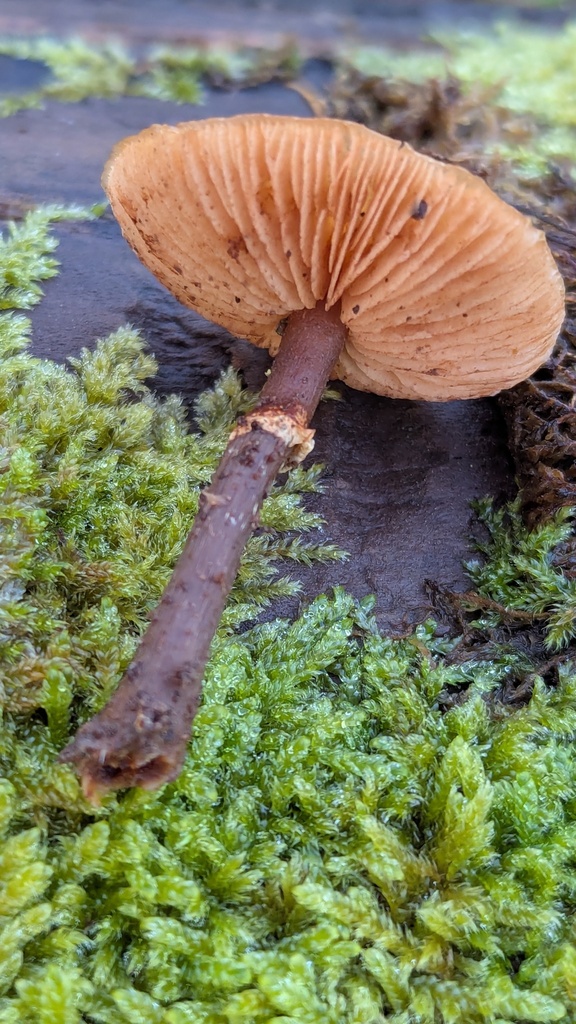 Galerina marginata · November 2025 · photo: © rudolphous (iNaturalist, cc-by)