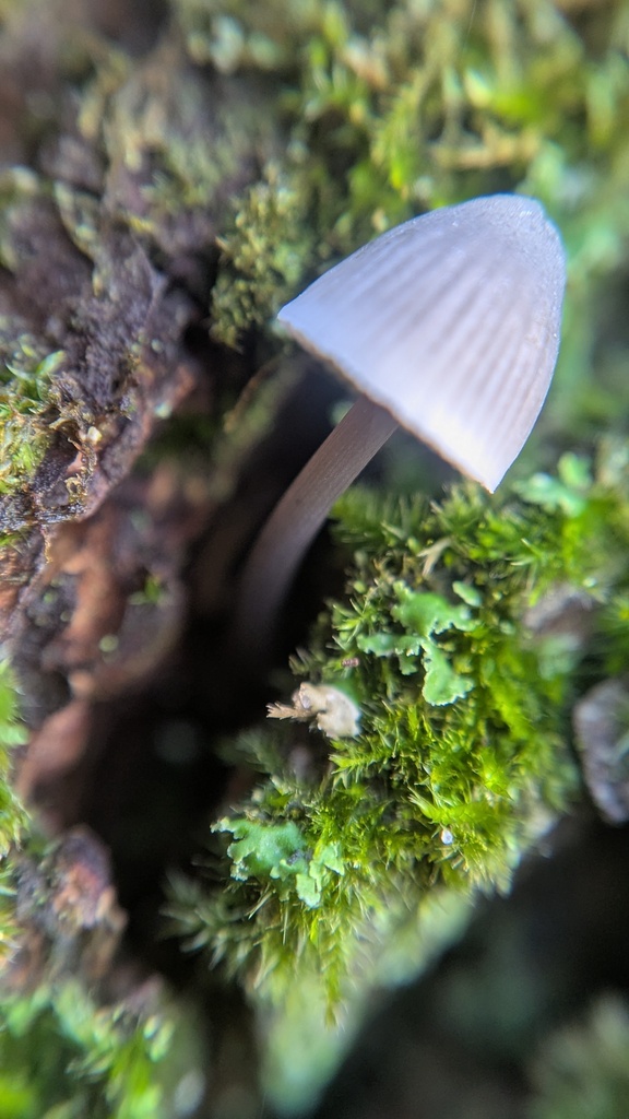 Mycena pseudocorticola · November 2025 · photo: © rudolphous (iNaturalist, cc-by)