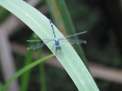 Micrathyria hypodidyma