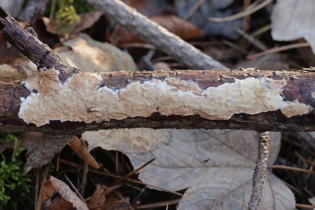 Meruliopsis taxicola · November 2025 · photo: © bjoerns (iNaturalist, cc-by)