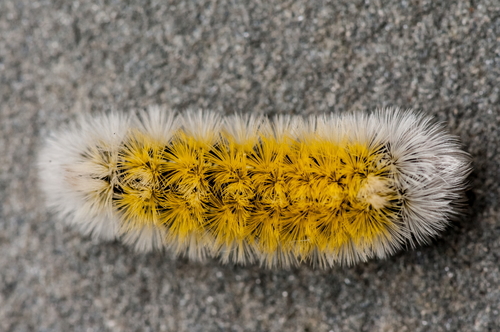 Virginia Ctenucha Moth, photo 6 of 10