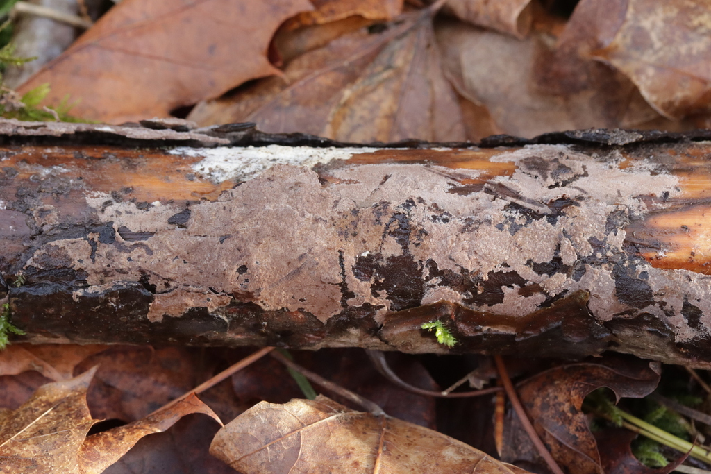 Thelephora wakefieldiae