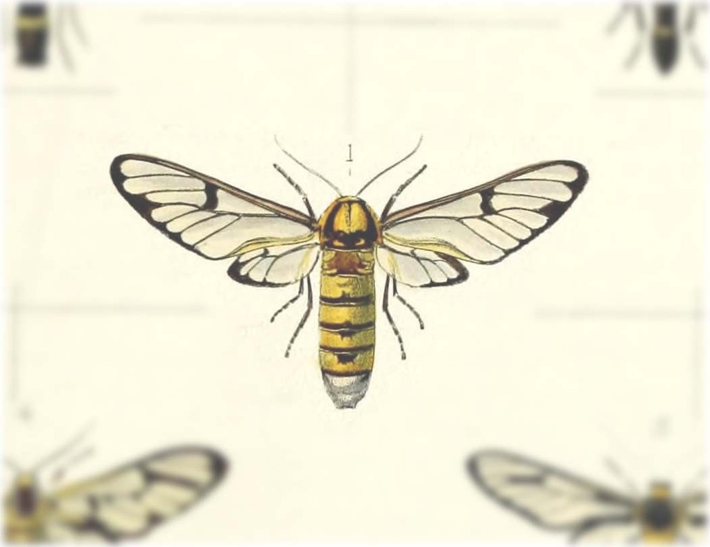 Caeneressa melas