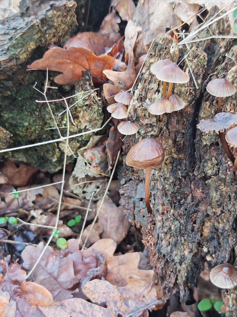 Mycena inclinata · November 2025 · photo: © p_andrey (iNaturalist, cc-by-nc)