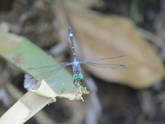 Micrathyria hypodidyma