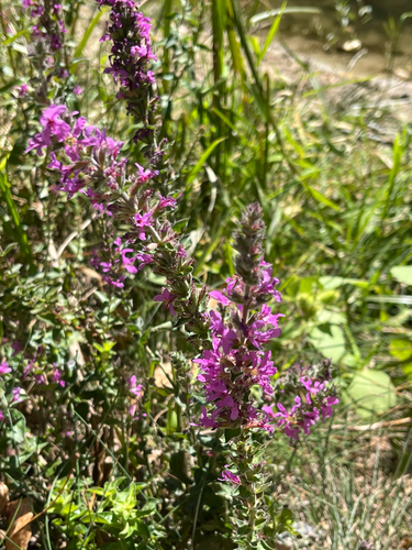 purple loosestrife