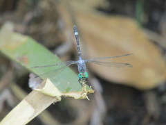 Micrathyria hypodidyma