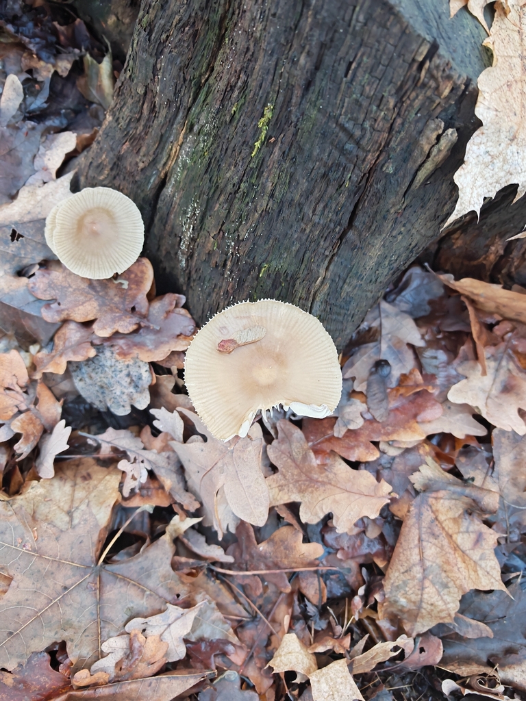 Mycena galericulata · November 2025 · photo: © p_andrey (iNaturalist, cc-by-nc)