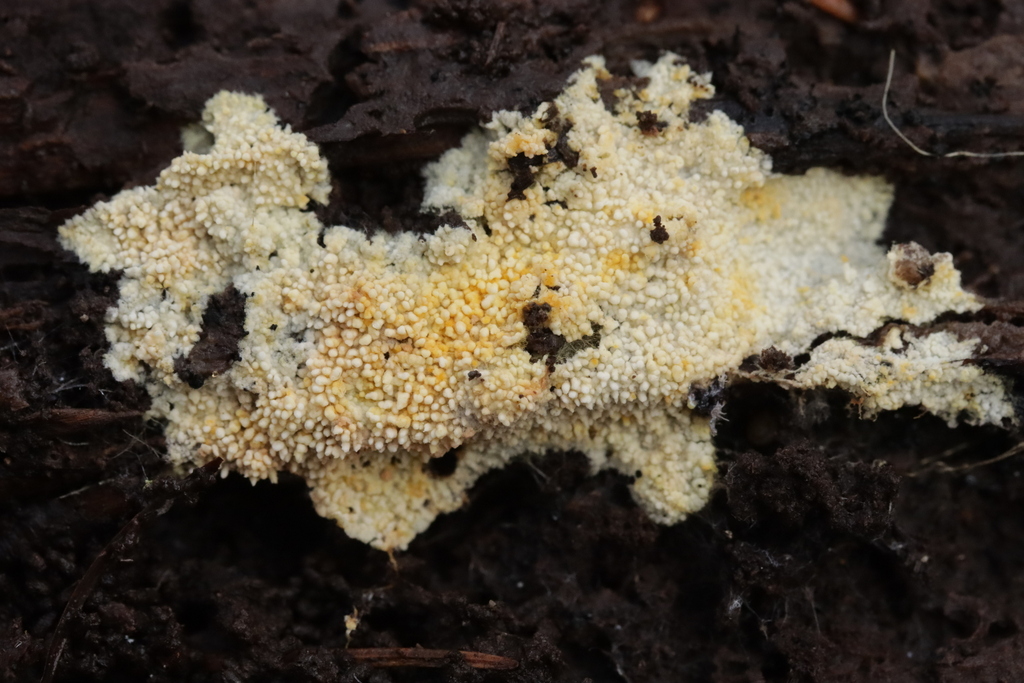 Lindtneria panphyliensis