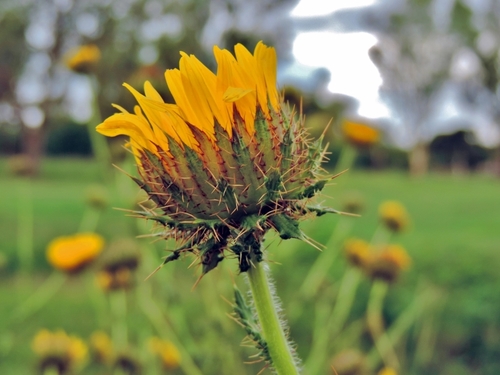 Berkheya image