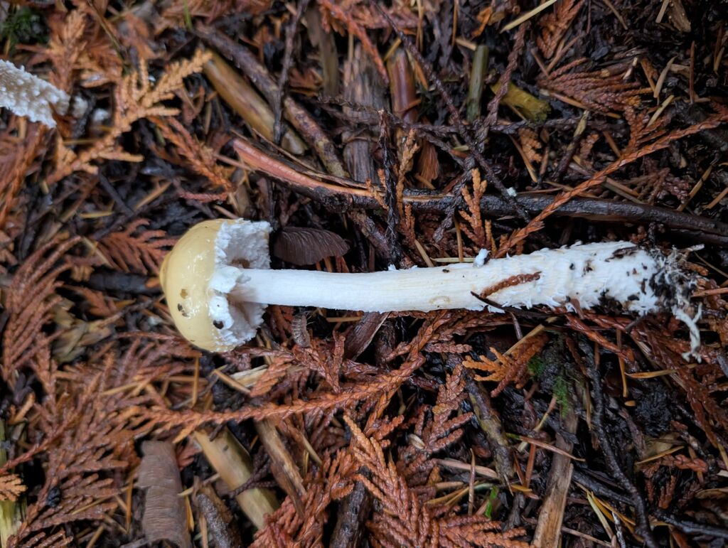 Stropharia ambigua · November 2025 · photo: © michaelshan (iNaturalist, cc-by-nc)