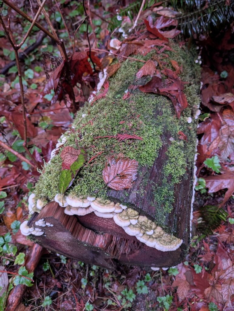 Rigidoporus cuneatus