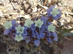 Limonium sinuatum