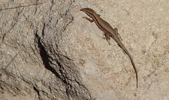 Phoenicolacerta troodica