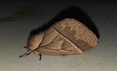 Pseudodirphia
