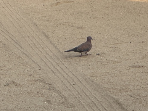 Laughing Dove