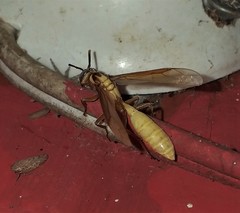 Apoica
