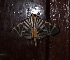 Spilomela perspicata