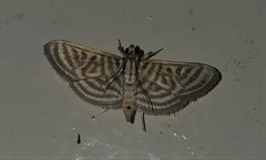 Spilomela pantheralis
