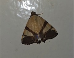 Eulepidotis julianata