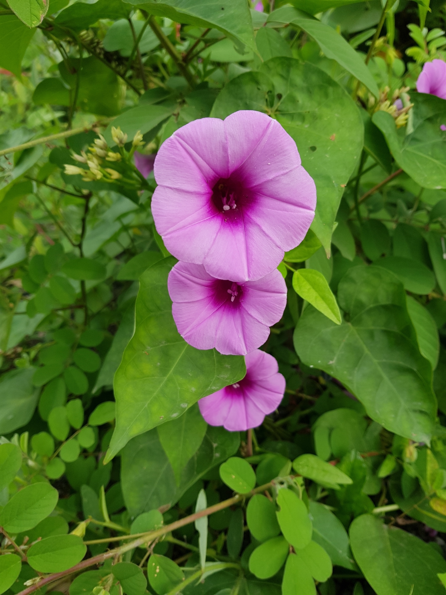 Ipomoea tiliacea
