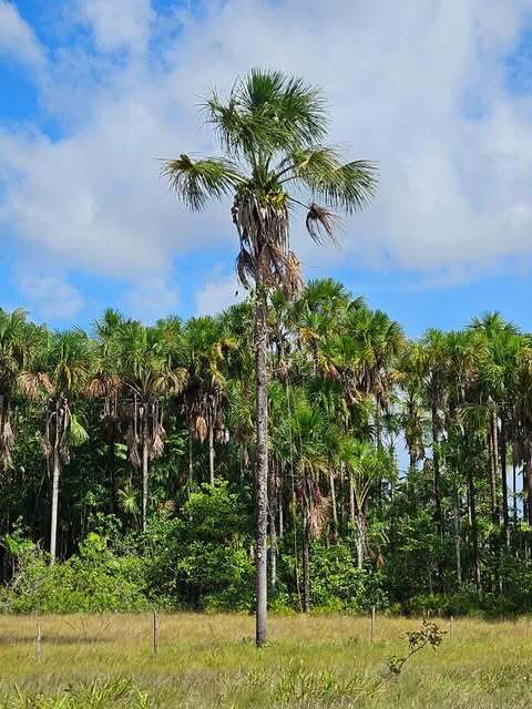 Mauritia flexuosa
