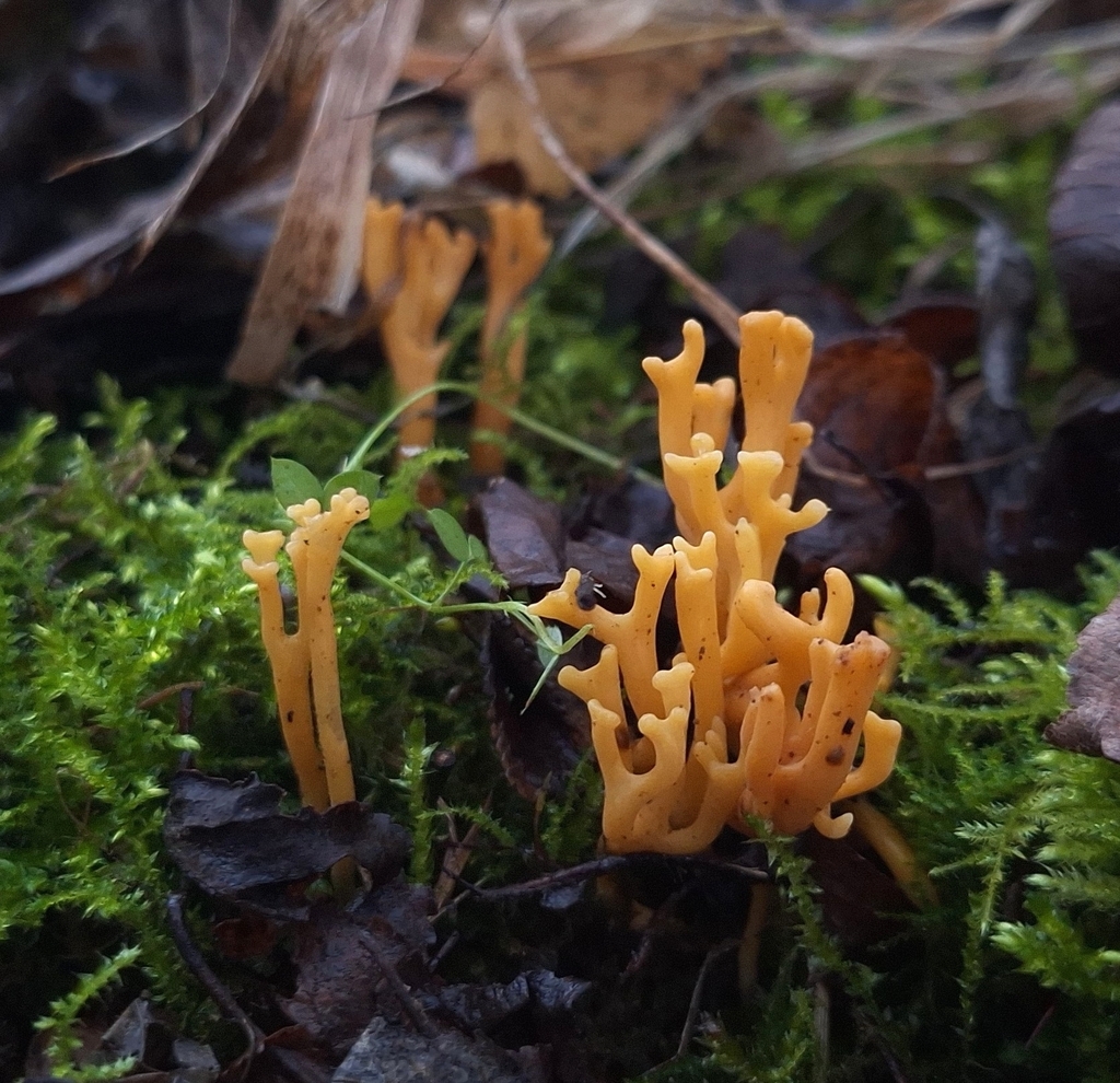 Clavulinopsis corniculata · November 2025 · photo: © yellowplant (iNaturalist, cc-by)