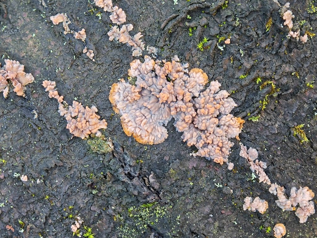 Phlebia radiata · November 2025 · photo: © p_andrey (iNaturalist, cc-by-nc)