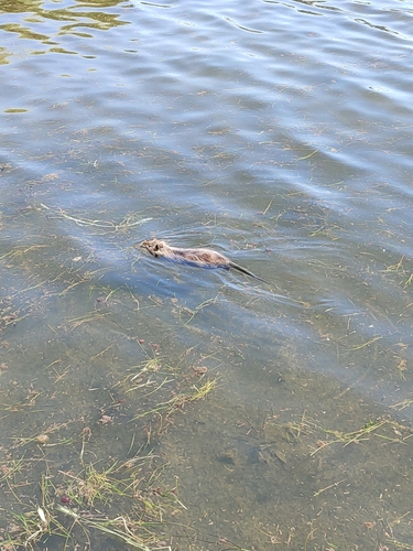 Coypu