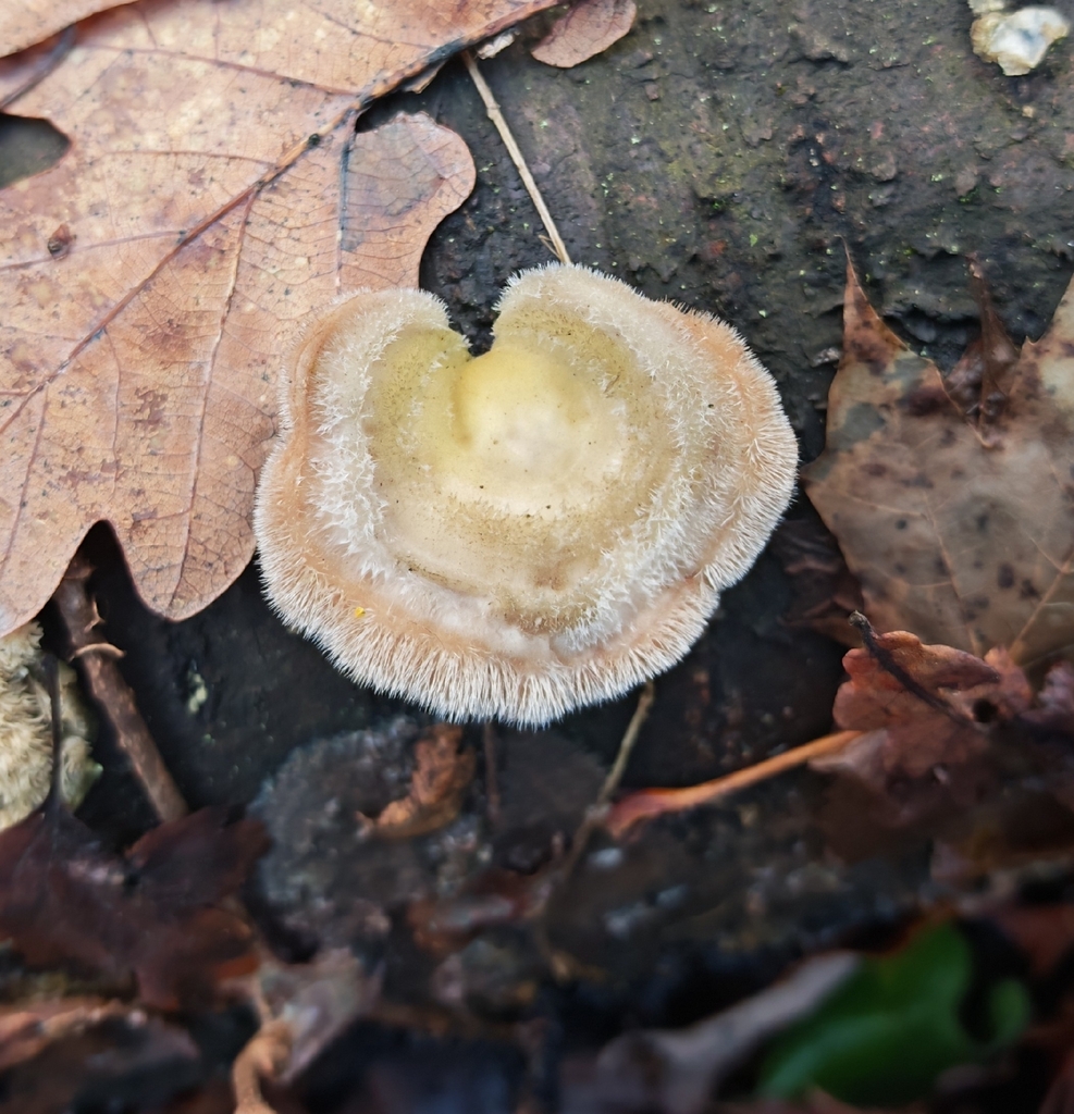 Trametes hirsuta · November 2025 · photo: © p_andrey (iNaturalist, cc-by-nc)