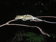 Anolis chrysolepis