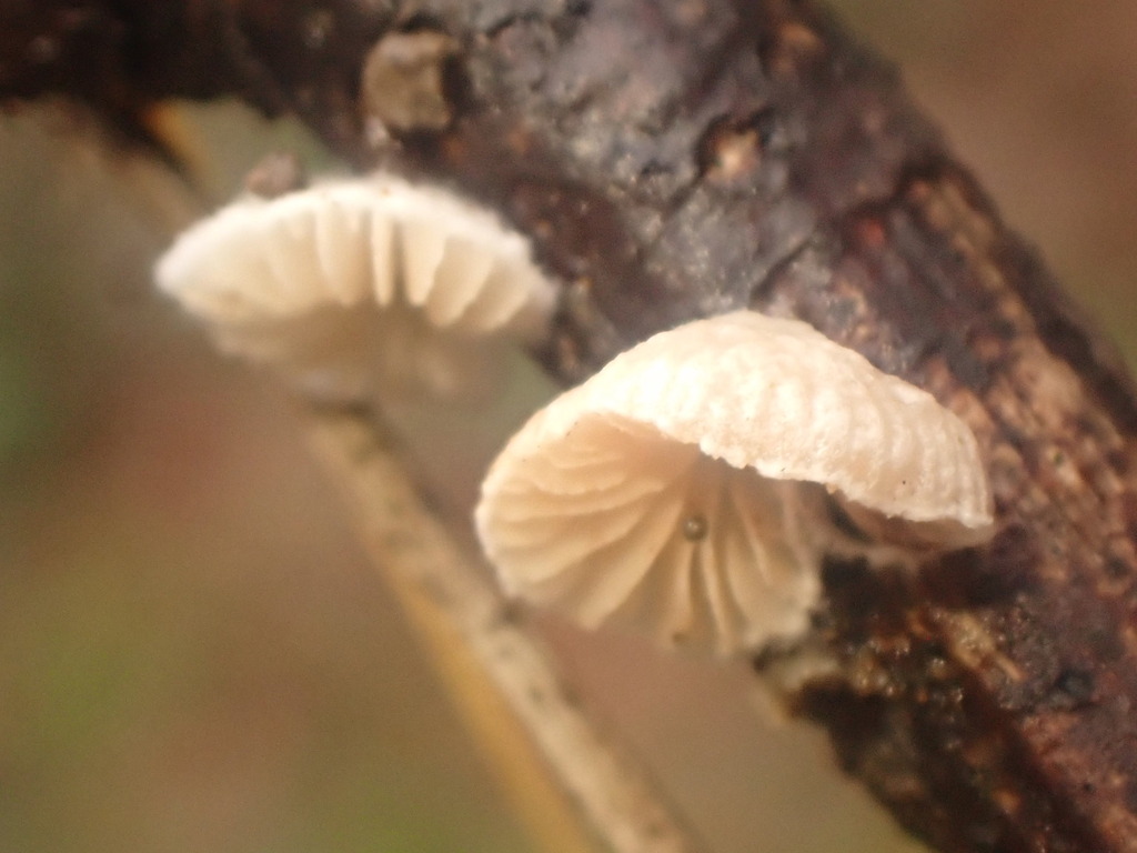 Crepidotus · November 2025 · photo: © johnlyden (iNaturalist, cc-by)