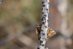 Epirranthis diversata