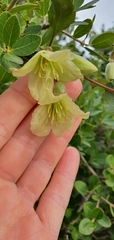 Clematis cirrhosa