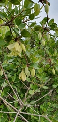 Clematis cirrhosa