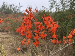 Ligtu Lily (Alstroemeria ligtu)