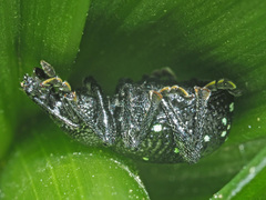 Otiorhynchus gemmatus