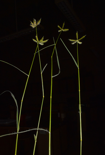 Dactyloctenium scindicum