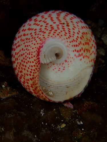 Trochus maculatus observed 2025-11-22