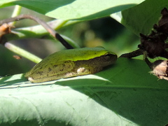 Tlalocohyla smithii