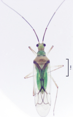 Felisacus elegantulus