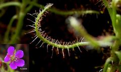 Drosera indica