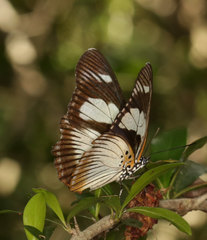 Pseudacraea lucretia